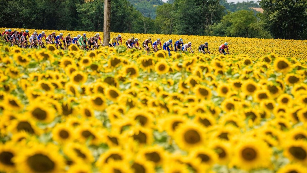 Sunflower fields line the parcours of the Tour de France 2024